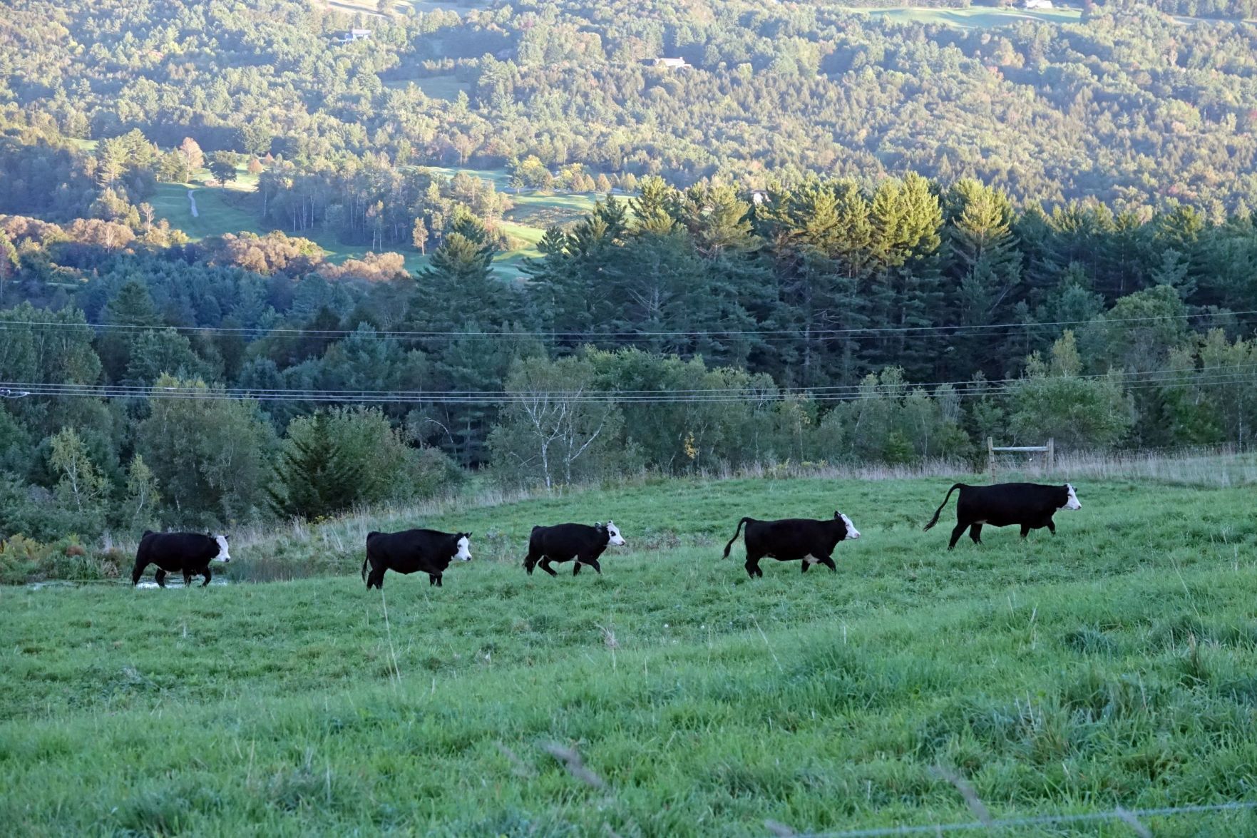 Summer Visitors
